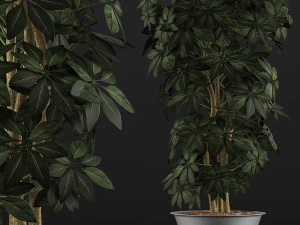 plants collection 76 3D Model