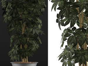 plants collection 76 3D Model