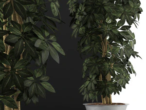 plants collection 76 3D Model