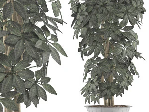 plants collection 76 3D Model