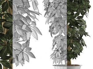plants collection 76 3D Model