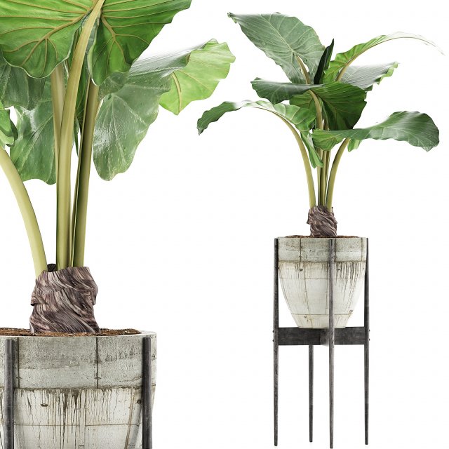plants collection 77 Model 3D .c4d .max .obj .3ds .fbx .stl .blend 