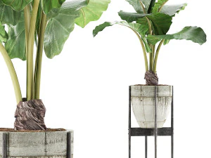 raccolta piante 77 Modello 3D