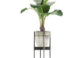plants collection 77 Model 3D