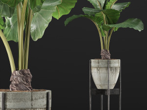 plants collection 77 Model 3D