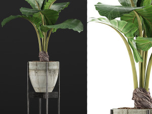 plants collection 77 Model 3D