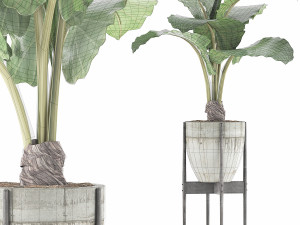 plants collection 77 Model 3D