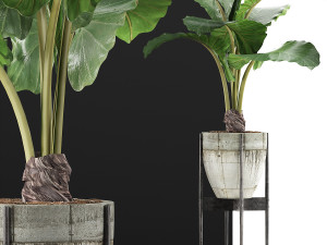 plants collection 77 Model 3D