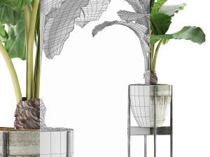 plants collection 77 Model 3D