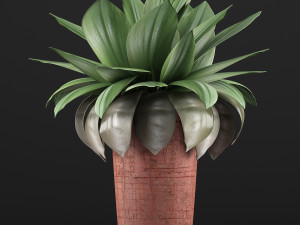 plants collection 78 Model 3D