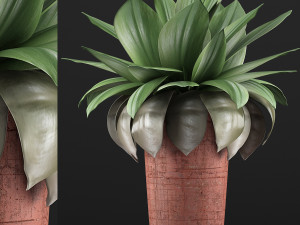 plants collection 78 Model 3D