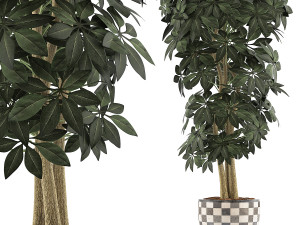 plants collection 79 Modèle 3D