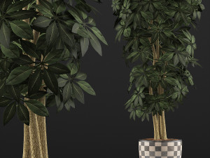 plants collection 79 Modèle 3D