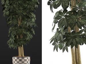 plants collection 79 3D Model