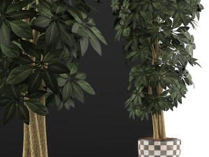 plants collection 79 Modèle 3D