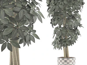 plants collection 79 3D Model