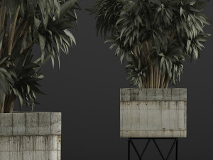 plants collection 80 3D Modell