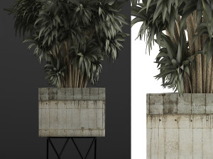 plants collection 80 3D Modell