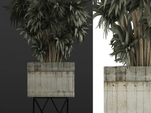 plants collection 80 3D Model