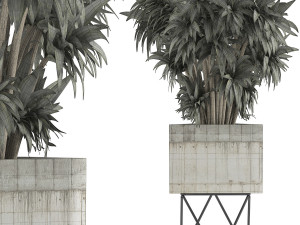 plants collection 80 3D Modell