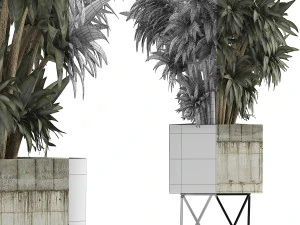 plants collection 80 3D Model