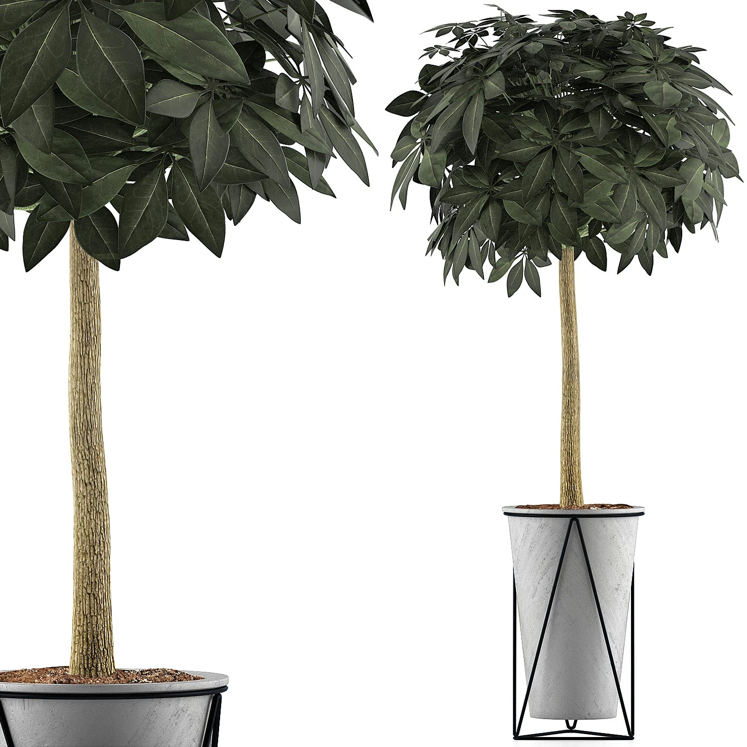 plants collection 81 3D Model .c4d .max .obj .3ds .fbx .stl .blend 