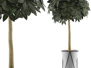 raccolta piante 81 Modello 3D