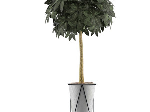 plants collection 81 3Dモデル