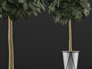 plants collection 81 3Dモデル
