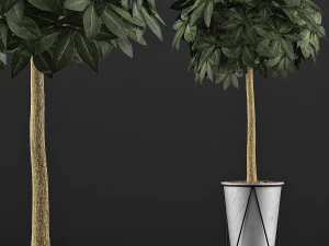 plants collection 81 3D Model
