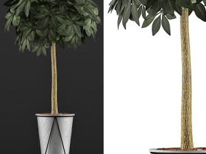 plants collection 81 3Dモデル