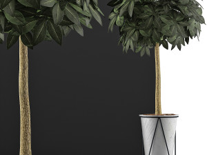 plants collection 81 3Dモデル