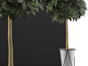 plants collection 81 3D Model