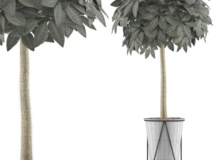 plants collection 81 3D Model
