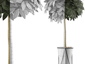 plants collection 81 3Dモデル