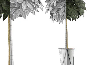 plants collection 81 3D Model