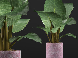 plants collection 82 3D Model