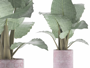 plants collection 82 3D Model