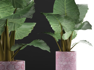 plants collection 82 3D Model
