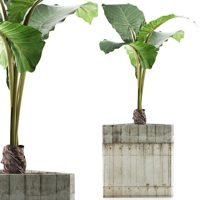 plants collection 83 Modelo 3D .c4d .max .obj .3ds .fbx .stl .blend 