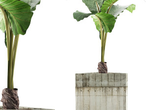 plants collection 83 3D Model