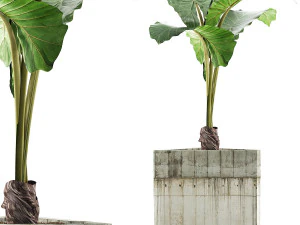 collezione di piante 83 Modello 3D