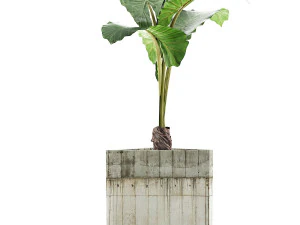 식물 수집 83 3D 모델