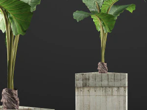 식물 수집 83 3D 모델