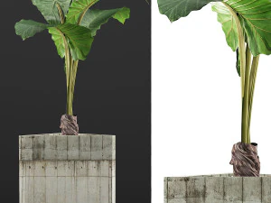 식물 수집 83 3D 모델