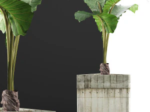 식물 수집 83 3D 모델