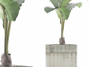 plants collection 83 Modelo 3D