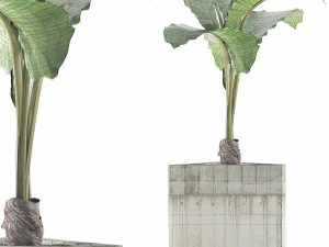 식물 수집 83 3D 모델