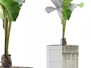 식물 수집 83 3D 모델