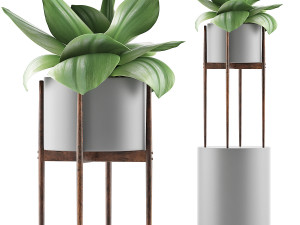 plants collection 85 3D 모델